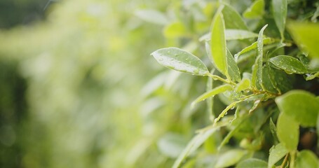 Water rain Drops onto green leaves plant, Raining day in tropical forest, Green nature eco concept	
