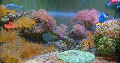 Beautiful colorful soft coral and tropical fishes underwater in marine aquarium tank