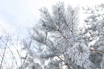 coniferous branches covered with snow against the sky