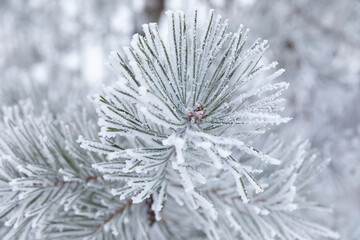 Naklejka na ściany i meble pine branch close-up on a frosty day