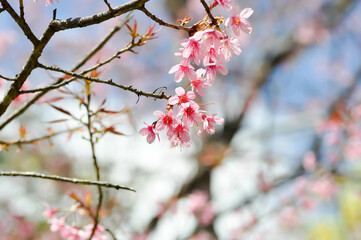 wild himalayan cherry or prunus cerasoides, sakura