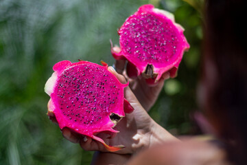 Young woman holding ripe Dragon fruit, Pitaya or Pitahaya