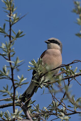 Red-backed shrike in natural habitat. A single bird sits on a thin branch of a bush. Beautiful nature with a small songbird. Wildlife. Ukraine. Bright green foliage background.