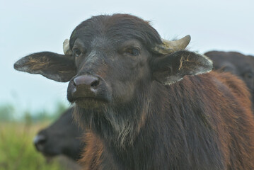 Water buffalo on a desert swampy island. A wild animal looks at the visitor with a threat. The concept of ecological, active and photo tourism. Location: Danube Delta, Ukraine.