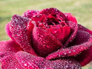 Close-up of rose 'Grafin von Hardenberg' with beautiful, elegant velvety red and burgundy blooms covered with morning dew droplets, mist in perfect waterdrops reflecting light