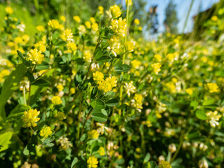 Macro shot yellow flowers of hop trefoil, field clover or low hop clover (Trifolium campestre) in sunlight in summer