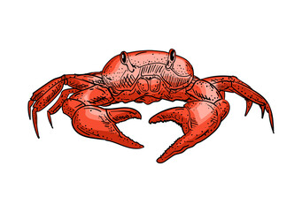 Crab hand drawing sketch. linear sea cance. Vector illustration
