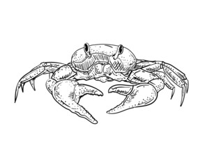 Crab hand drawing sketch. linear sea cance. Vector illustration