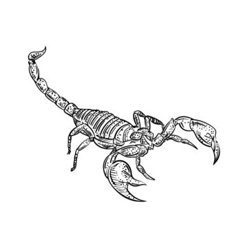 Scorpion hand drawing sketch. linear terrestrial arachnid. Vector illustration