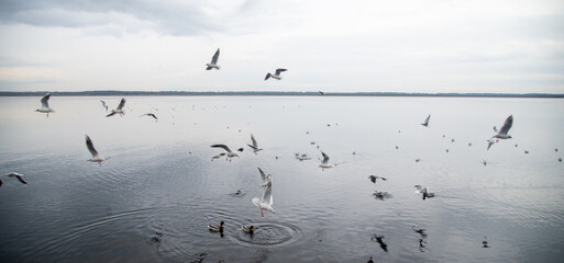 Seagull flying at seaside in the Kyiv sea