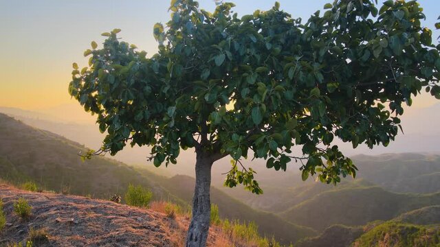 Smooth Drone view of alone tree, On the mountains, and sunset