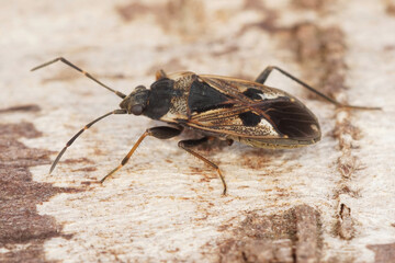 Closeup on large elongated ground bug, Rhyparochromus vulgaris shieldbug , sitting on a piece of wood