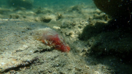 Fototapeta na wymiar Sea squirt Red ciona (Ciona roulii) undersea, Aegean Sea, Greece, Halkidiki