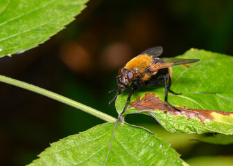 Fototapeta premium A close-up view of a fluffy black and yellow fly on a tree leaf