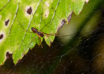 A close-up view of a spider weaving a web among the foliage