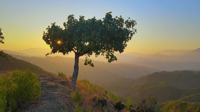Alone Tree in the mountains and Sunset view, 4K UHD Drone Ariel Shot smooth move