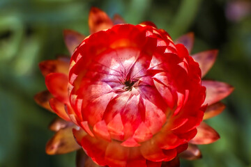A metallic orange strawflower ; overhead  view ; close up