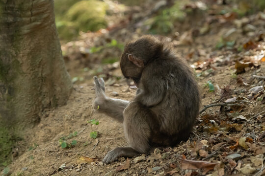 Little Japanese macaque is sitting on the slope and scratching the stretched legs with its finger.