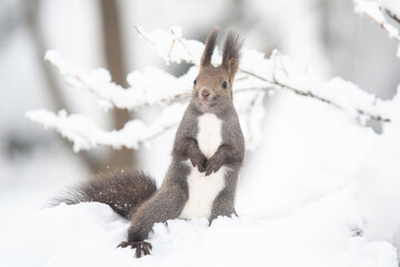 雪の中のエゾリス