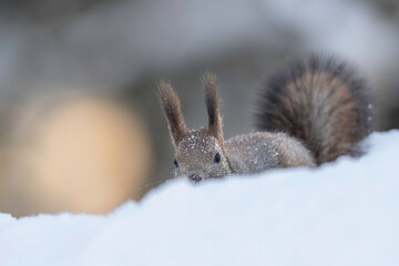 雪の中のエゾリス
