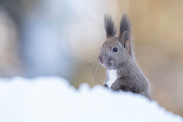 雪の中のエゾリス