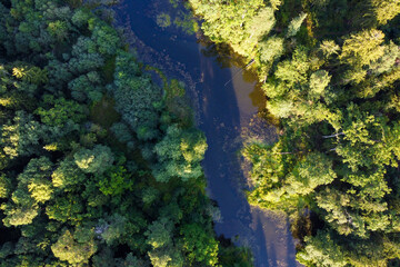 River and green forest aerial view