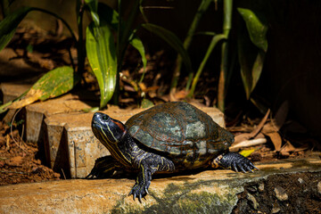 Obraz premium red eared slider