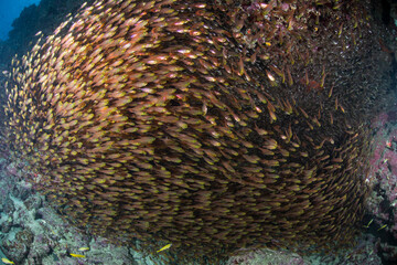 キンメモドキ　群れ　魚　海