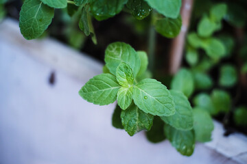 fresh basil leaves
