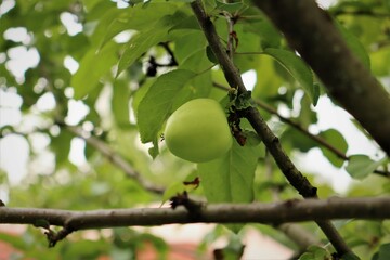 Unusually growing green apple on a branch.