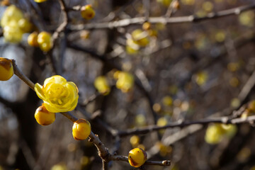 冬の日差しを浴びるロウバイの黄色い花