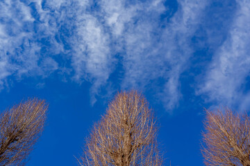 冬の澄んだ青い空と葉の無い木々