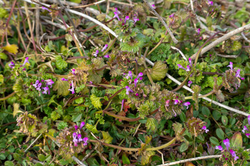 冬に咲き始めたホトケノザ
