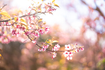 beautiful blossom flower tree in pink color, spring winter season with colorful pink and red flower blooming park