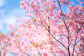 beautiful blossom flower tree in pink color, spring winter season with colorful pink and red flower blooming park