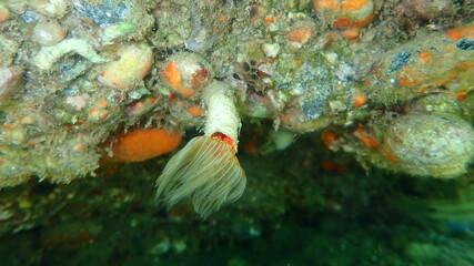 Polychaeta Smooth tubeworm or red-spotted horseshoe (Protula tubularia) undersea, Aegean Sea, Greece, Halkidiki