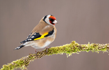 European goldfinch ( Carduelis carduelis ) - obrazy, fototapety, plakaty