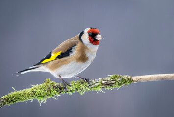 European goldfinch ( Carduelis carduelis )