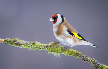 European goldfinch ( Carduelis carduelis ) - Powered by Adobe