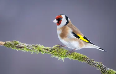 Tuinposter European goldfinch ( Carduelis carduelis ) © Piotr Krzeslak