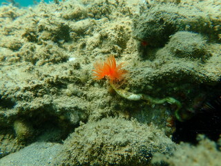 Polychaeta Smooth tubeworm or red-spotted horseshoe (Protula tubularia) undersea, Aegean Sea, Greece, Halkidiki