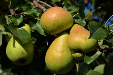 Almost ripe pear fruit on the tree