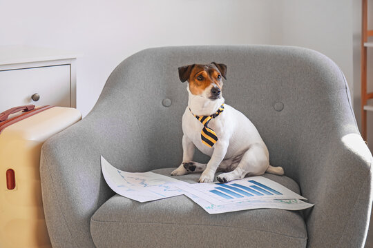Cute business dog with documents at home