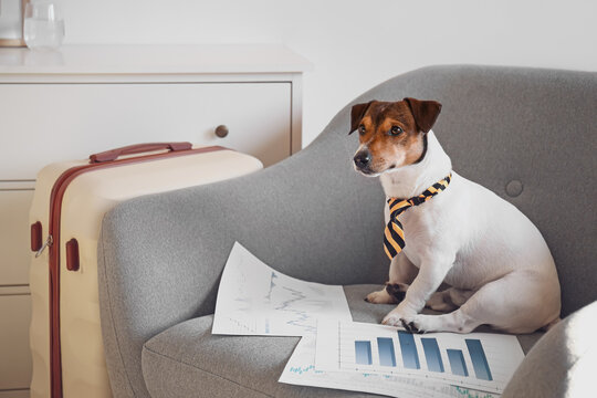 Cute business dog with documents at home
