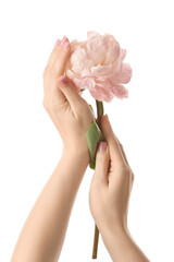Female hands with peony flower on white background