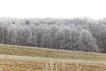 Winter czech countryside, trees and pastures. Czechia