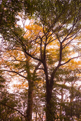 autumn trees in the forest