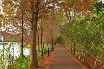 Colorful winter deciduous cypress tree,in the Taiwan.