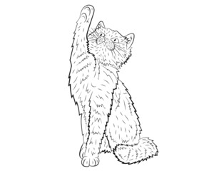 Realistic of a playing cat. vector illustration