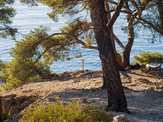 Arbre au bord des calanques
